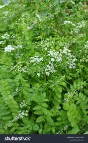 Attēlu rezultāti vaicājumam “Berula erecta leaf”