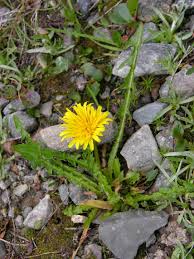 Attēlu rezultāti vaicājumam “Taraxacum suecicum”