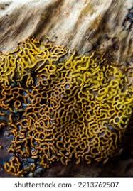 Attēlu rezultāti vaicājumam “Hemitrichia calyculata young”