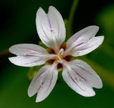 Attēlu rezultāti vaicājumam “Claytonia sibirica flower”