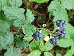 Attēlu rezultāti vaicājumam “Rubus caesius”