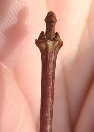 Attēlu rezultāti vaicājumam “Acer tataricum subsp. ginnala bud”