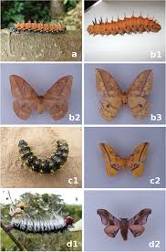 Attēlu rezultāti vaicājumam “Anthrenus sp. imago”