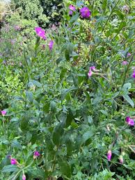 Attēlu rezultāti vaicājumam “Epilobium hirsutum”