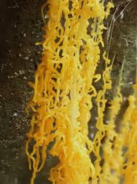 Attēlu rezultāti vaicājumam “Willkommlangea reticulata spores”