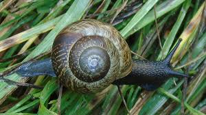 Attēlu rezultāti vaicājumam “Arianta arbustorum”