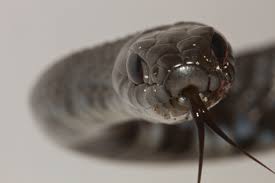 Attēlu rezultāti vaicājumam “Natrix natrix”