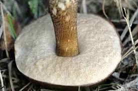 Attēlu rezultāti vaicājumam “Leccinum melaneum”