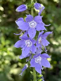 Image result for Campanula americana