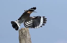 Attēlu rezultāti vaicājumam “Upupa epops adult”