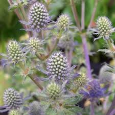 Attēlu rezultāti vaicājumam “Eryngium planum fruit”