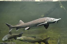 Image result for Acipenser