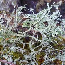 Attēlu rezultāti vaicājumam “Ramalina calicaris”