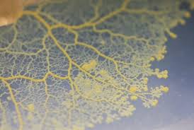 Attēlu rezultāti vaicājumam “Physarum globuliferum spores”