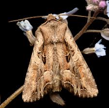 Attēlu rezultāti vaicājumam “Lacanobia suasa”