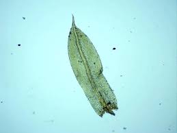 Attēlu rezultāti vaicājumam “Tortula truncata sporophyte”