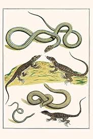 Attēlu rezultāti vaicājumam “Serpentes”