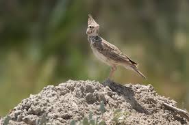 Attēlu rezultāti vaicājumam “Galerida cristata”