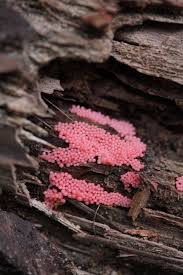 Attēlu rezultāti vaicājumam “Colloderma oculatum spores”