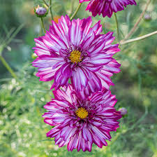 Image result for Cosmos bipinnatus `Double Click`