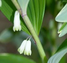 Attēlu rezultāti vaicājumam “Polygonatum odoratum flower”