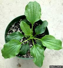 Attēlu rezultāti vaicājumam “Plantago major leaf”