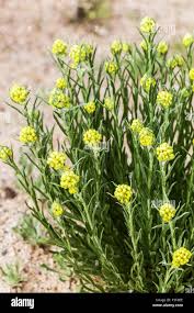 Attēlu rezultāti vaicājumam “Helichrysum arenarium”