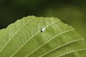 Attēlu rezultāti vaicājumam “Psylla alni”