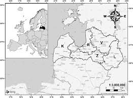 Attēlu rezultāti vaicājumam “Populus x lettland”