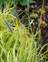 Attēlu rezultāti vaicājumam “Carex elata flower”