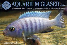 Risultati immagini per cynotilapia pulpican