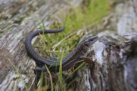 Attēlu rezultāti vaicājumam “Lacerta vivipara juvenile”