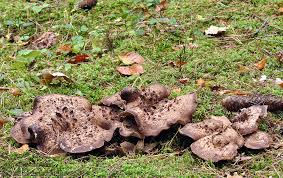 Attēlu rezultāti vaicājumam “Sarcodon imbricatum”