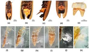 Attēlu rezultāti vaicājumam “Lycogala convexum”
