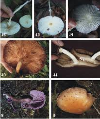 Attēlu rezultāti vaicājumam “Laccaria amethystina”