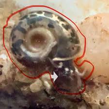 Attēlu rezultāti vaicājumam “Planorbis planorbis”