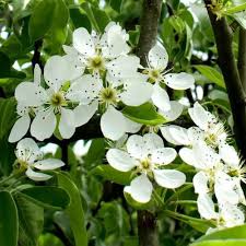 Attēlu rezultāti vaicājumam “Pyrus communis flower”