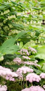Attēlu rezultāti vaicājumam “Helianthemum x hybridum flower”