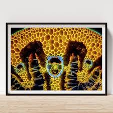 Attēlu rezultāti vaicājumam “Ammophila sp.”