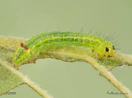 Attēlu rezultāti vaicājumam “Ptilodon capucina larva”