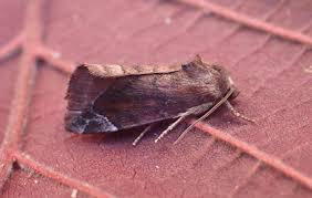 Attēlu rezultāti vaicājumam “Cosmia pyralina”