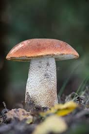 Attēlu rezultāti vaicājumam “Leccinum aurantiacum”