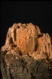 Attēlu rezultāti vaicājumam “Fomitopsis pinicola”