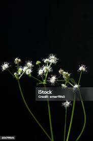 Attēlu rezultāti vaicājumam “Sanicula europaea”