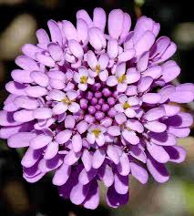 Image result for Iberis umbellata