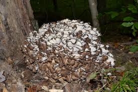 Attēlu rezultāti vaicājumam “Grifola frondosa”