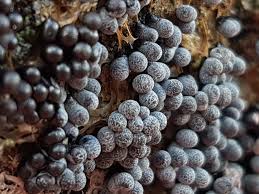 Attēlu rezultāti vaicājumam “Badhamia flavoglauca”