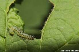 Attēlu rezultāti vaicājumam “Nematus ribesii”