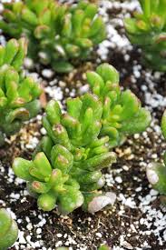 Image result for Crassula hobbit