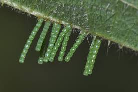 Attēlu rezultāti vaicājumam “Araschnia levana upperside”
